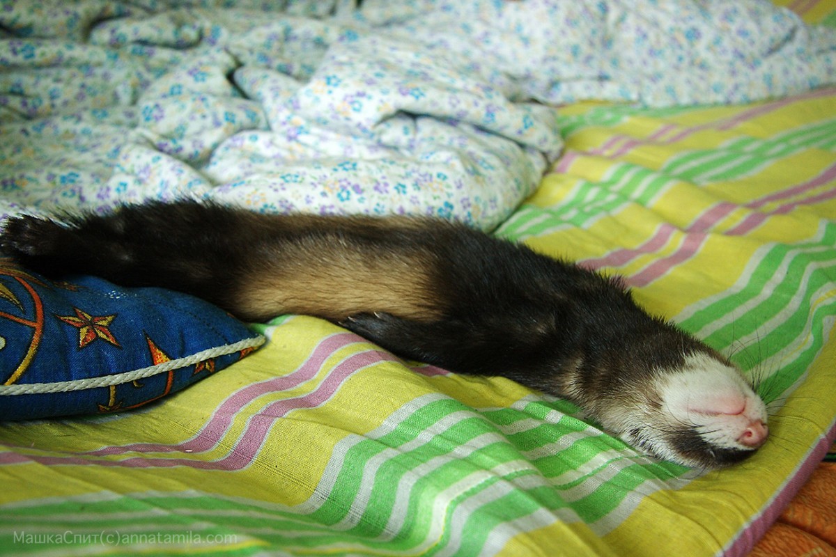 ferret sleep in home
