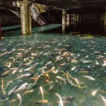 Abandoned shopping mall in Bangkok, amazing aquarium with thousands of fish