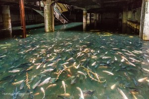 Abandoned Shopping Mall In Bangkok, Amazing Aquarium With Thousands Of Fish