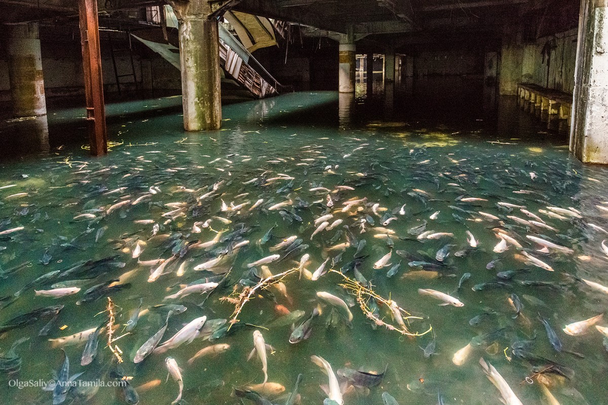 Abandoned shopping mall New World with fish in Bangkok (9)