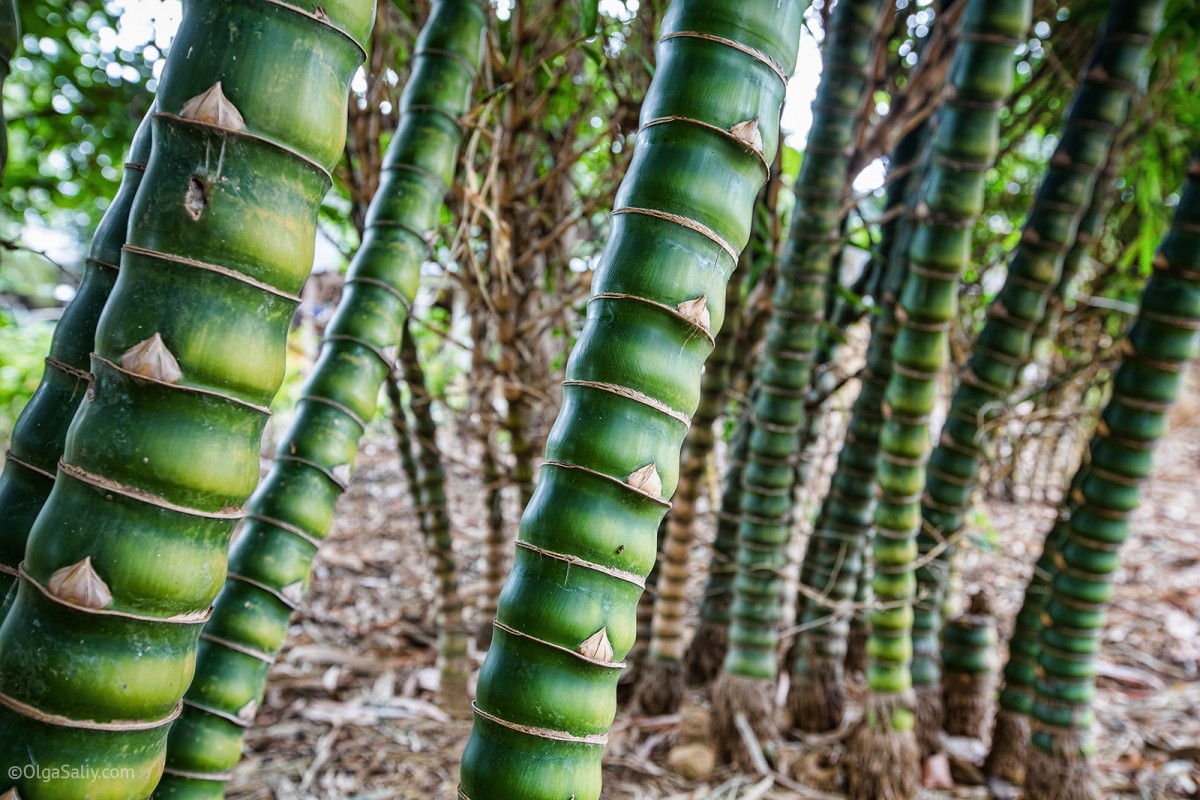 Thai bamboo