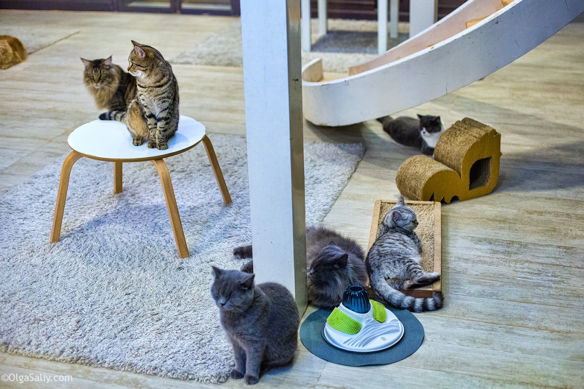 The best cat cafe in Bangkok, Thailand
