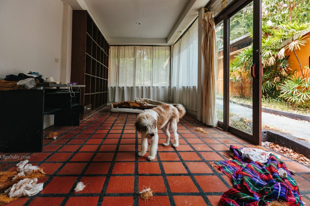 Abandoned tropical Resort with Dog. Koh Samui (1)