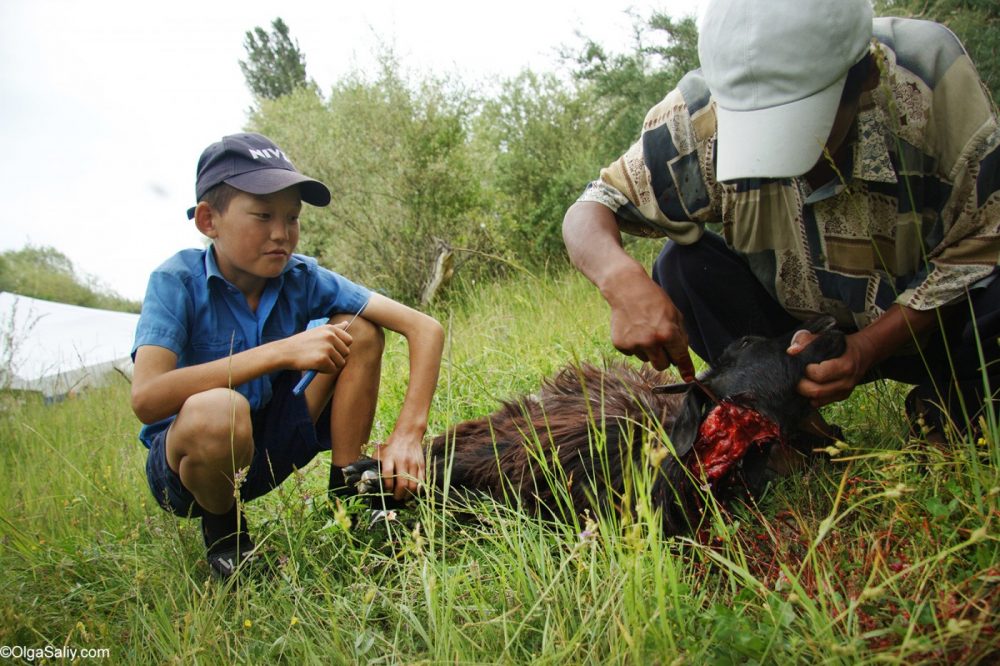 Kyrgyzstani killing goat