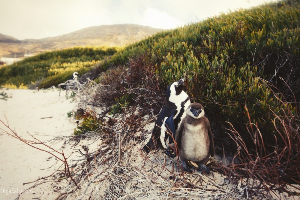 Beach with penguins in Cape Town, Boulders beach